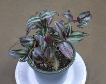 Cuts - Tradescantia Zebrina - "Silver Plus" Wandering Jew House Plant Cuttings!