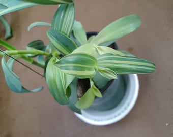 Cuts - Tradescantia Pallida - "Marley" Wandering Jew House Plant Cuttings!