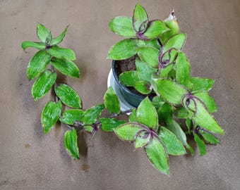 Cuts - Callisia Soconuscensis - "Congesta" Wandering Jew House Plant Cuttings!