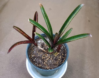 Cuts - X4 Bromeliad Neoregelia - "Hot Embers" - Pup House Plant Cutting!