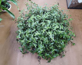 Cuts - Multiflora Gibasis Pellucida  - "Tahitian Bridal Veil" - Wandering Jew House Plant Cuttings!