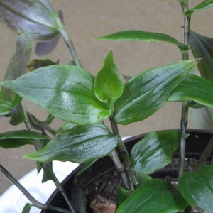 Cuts - Tradescantia Fluminensis - "Green" Wandering Jew House Plant Cuttings!