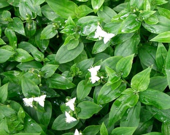 Cuts - Tradescantia Fluminensis - "Green" Wandering Jew House Plant Cuttings!
