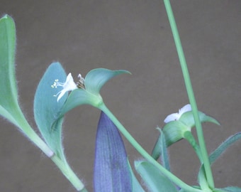 Cuts - Tradescantia Pallida - "Ocampo White" Wandering Jew House Plant Cuttings!