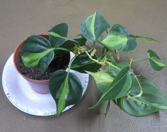 Philodendron Hederaceum "Brazilian Philodendron" - 4" Potted House Plant!