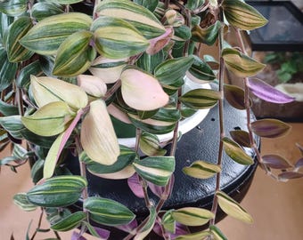 Cuts - Tradescantia Chrysophylla - "Variegated Baby Bunny Bellies" Wandering Jew House Plant Cuttings!