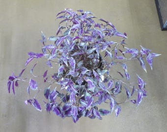Cuts - Tinantia Pringlei - "Mexican Speckled" Wandering Jew House Plant Cuttings!