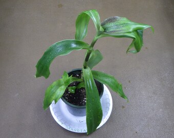 Tradescantia Callisia Fragrans - "Grandfather's Pipe" Wandering Jew 4" Potted House Plant!