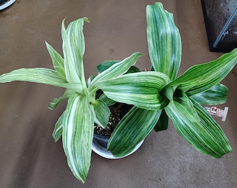 Cuts - Callisia Fragrans Variegata - "Infinity" Wandering Jew House Plant Cuttings!