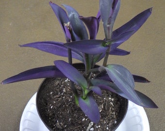 Cuts - Pallida Purpurea- "Purple Heart / Queen" Wandering Jew House Plant Cuttings!