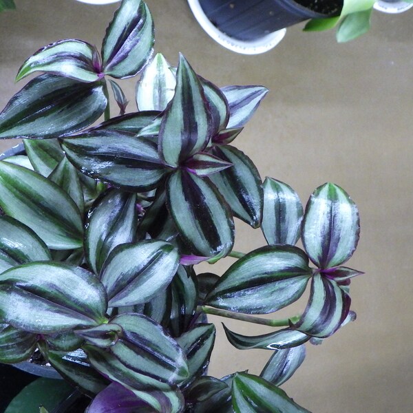 Cuts - Tradescantia Zebrina - "Pendula" Wandering Jew House Plant Cuttings!