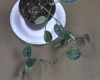 Scindapsus Pictus Argyraeus "Silver Satin" Pothos - 4" Potted House Plant!
