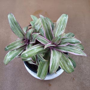 May include: A top-down view of a potted plant with long, green leaves striped with white and edged with pink. The plant is in a black pot set inside a white saucer. The background is a solid brown.