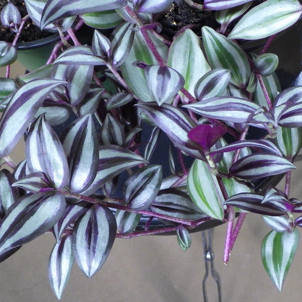 Cuts - Tradescantia Zebrina - "Hybrid" Wandering Jew House Plant Cuttings!
