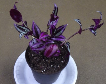 Cuts - Zebrina - "Purple Tinge" Wandering Jew House Plant Cuttings!
