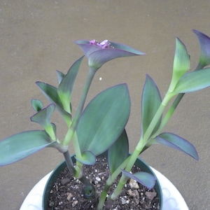 Cuts - Pallida Setcreasea - "Blue Queen / Blue Sue" Wandering Jew House Plant Cuttings!