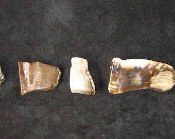 Lot of 5 Petrified Wood Specimens! From SweetWater, Oregon.