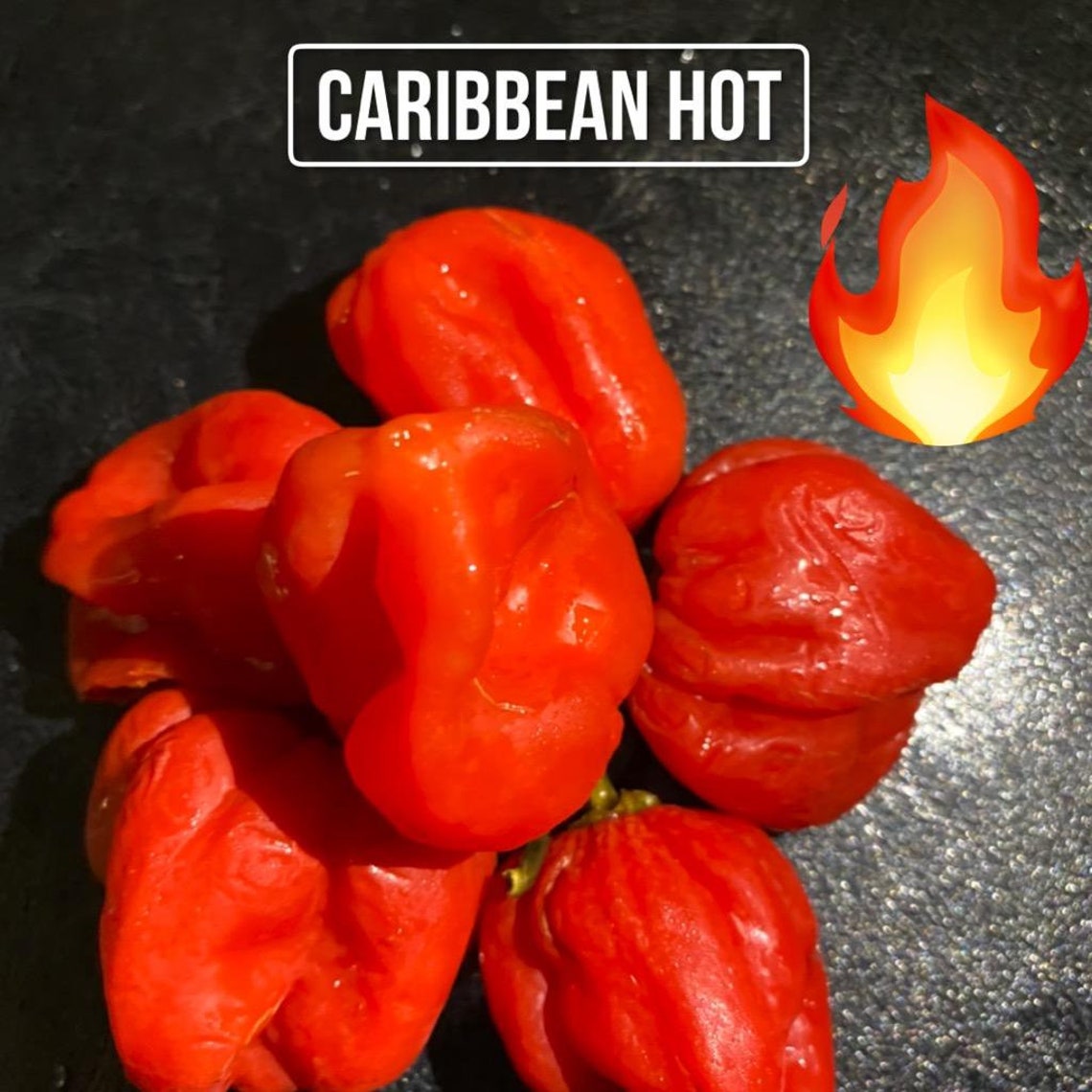 Caribbean hot pepper Etsy