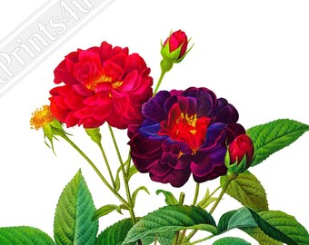 Rosier des Parfumeurs No. 6 ピエール・ジョゼフ・ルドゥーテ作