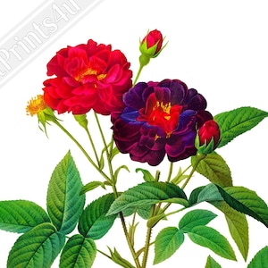 Rosier des Parfumeurs No. 6 ピエール・ジョゼフ・ルドゥーテ作