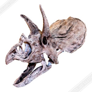 Triceratops Schädel Poster, Vintage Triceratops Horridus Schädel Kunst - Triceratops Skelett Schädel Druck UK, EU USA Inlandsversand