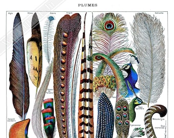 Vintage Feathers Poster: Adolphe Millot Plumes Print