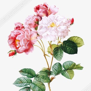 Impresión de rosa vintage - Arte mural floral - Pierre Joseph Redoute, artista botánico. Envíos nacionales a Reino Unido, UE y EE. UU.