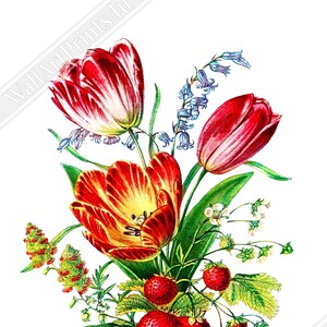 Affiche vintage tulipe impression - art mural fleurs - Robert Tyas, le langage des fleurs 1896.