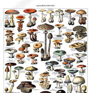 Vintage Mushroom Poster - Adolphe Millot Champignons Pour Tous Print UK, EU USA Domestic Shipping