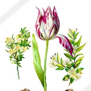 Stampa vintage di tulipani - Arte murale floreale - Maria Sibylla Merian, artista botanica, spedizione nazionale nel Regno Unito, nell'UE e negli Stati Uniti