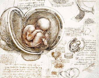 Stampa di Da Vinci: Studi sul feto nell'utero Poster Italia - Main Image