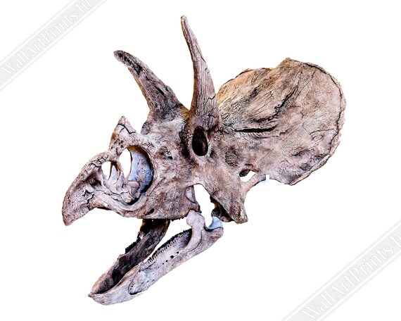 Vintage Triceratops Horridus Skull Poster: Denver Museum Art Print