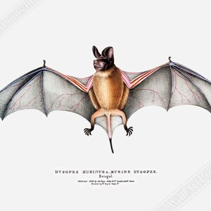 Vintage Bat Poster, John Edward Gray  - Vintage Parti Coloured Bat Print UK, EU USA Domestic Shipping