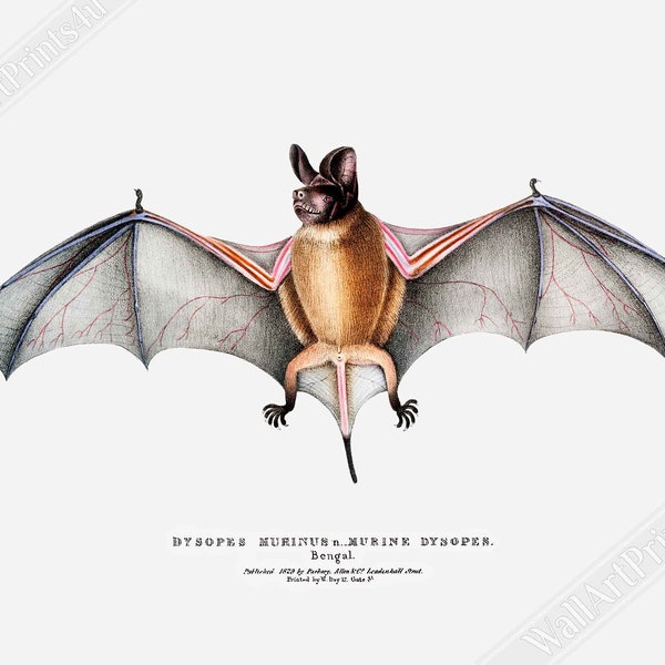 Vintage Bat Poster, John Edward Gray  - Vintage Parti Coloured Bat Print UK, EU USA Domestic Shipping