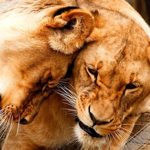Poster Leonessa, Stampa Leonessa Coccolata - Stampa Leone Animale Regno Unito, UE USA Spedizione Nazionale