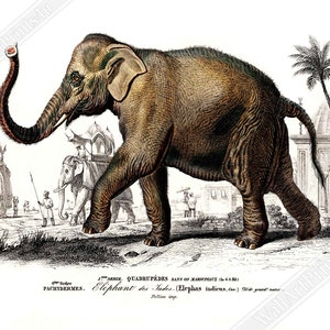 Vintage Elephant Poster, Charles Dessalines, Vintage Asiatic Elephant Art - Vintage Elephant Print UK, EU USA Domestic Shipping