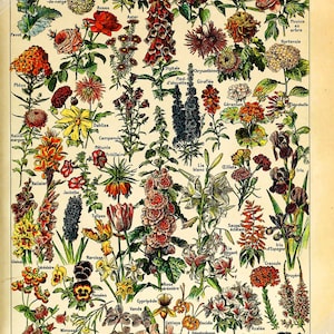 Vintage Flower Poster - Fleurs Adolphe Millot - Fleurs Pour Tous Print UK, EU USA Domestic Shipping
