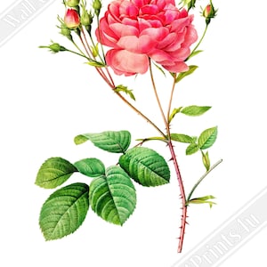 Rosier des Parfumeurs No. 6 ピエール・ジョゼフ・ルドゥーテ作