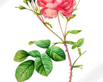 Vintage Rose Print - Flower Wall Art - Rosa Centifolia - Pierre Joseph Redoute Botanical Artist UK, EU USA Domestic Shipping