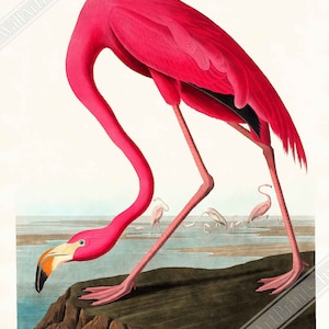 Vintage flamingoposter, John Audubon, vintage Texaanse flamingokunst - vintage flamingoprint VK, EU VS binnenlandse verzending