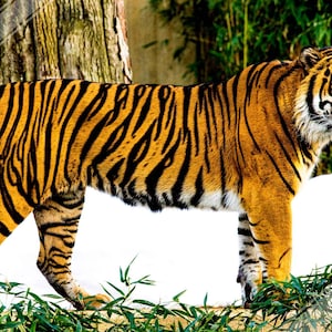 May include: A large orange and black striped tiger stands in a snowy environment with green bamboo plants in the background.