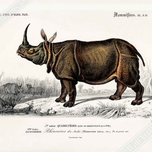 Vintage Rhino Poster, Charles Dessalines, Vintage Indian Rhinoceros Art - Vintage Rhino Print UK, EU USA Domestic Shipping
