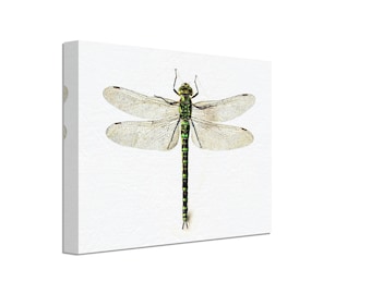 Vintage Dragonfly Canvas Print: 16th Century Painting