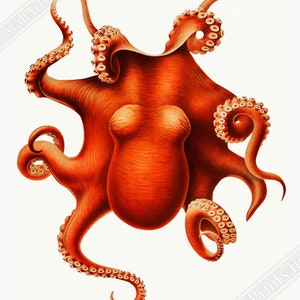 Octopus Poster, Carl Chun, Vintage Octopus Art - Vintage Octopus Print UK, EU USA Domestic Shipping