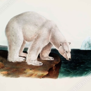 Vintage Polar Bear Poster, John Woodhouse Audubon, Vintage Polar Bear Art - Vintage Polar Bear Print UK, EU USA Domestic Shipping