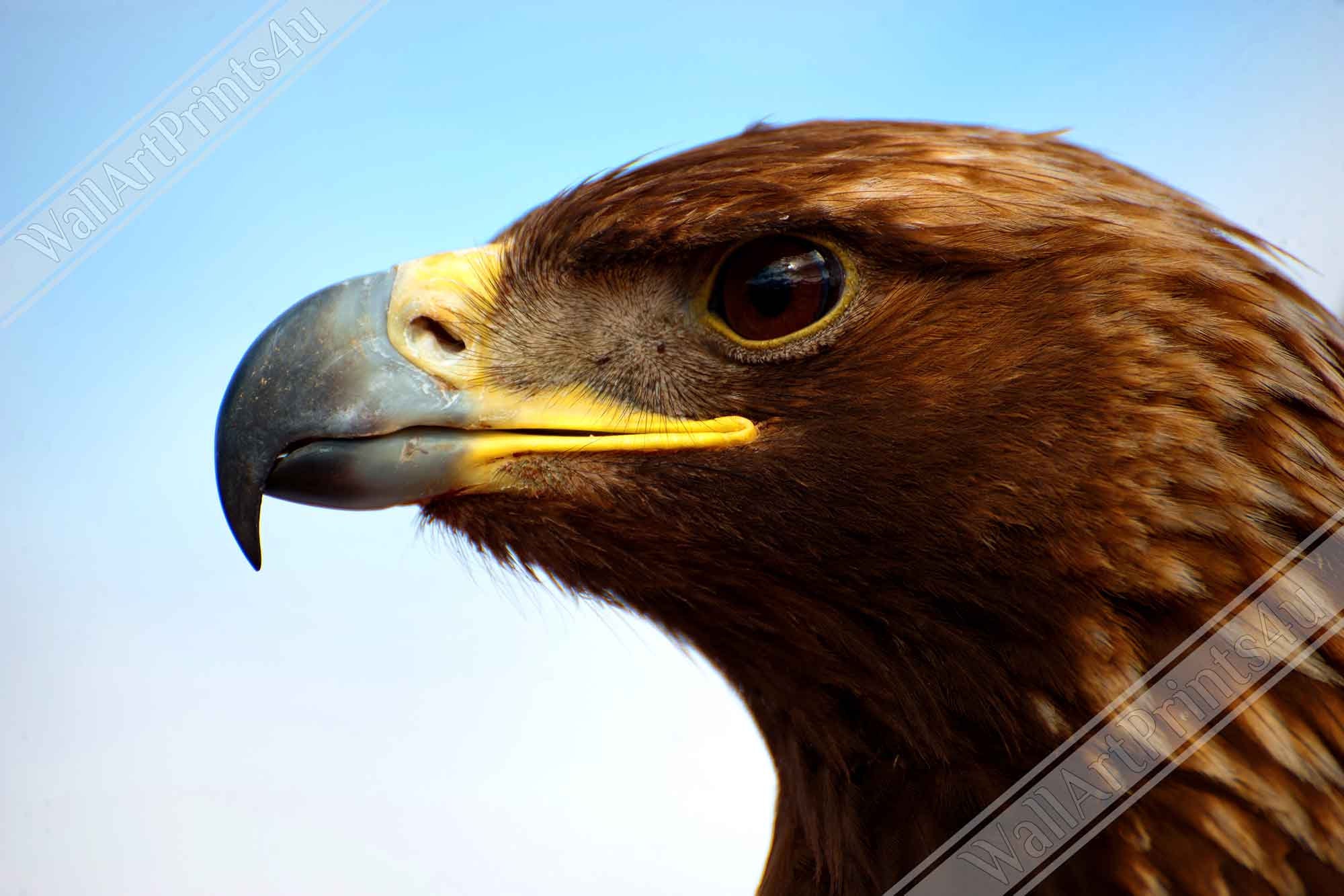 Eagle Poster, Golden Eagle Print Bird Of Prey Poster UK, EU USA Domestic Shipping