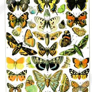 Vintage Butterfly Poster, Adolphe Millot - Papillons (Butterfly) Poster Print UK, EU USA Domestic Shipping