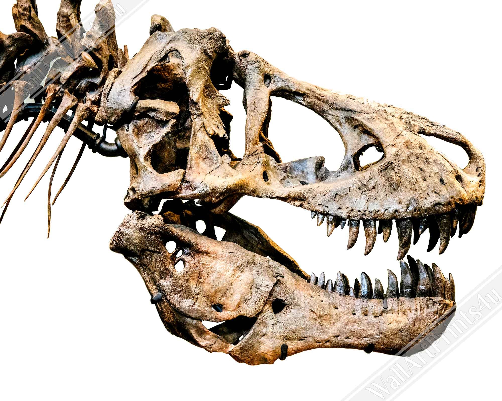 T.Rex T.レックス ティラノザウルス・レックス ポスター T rex poster - Etsy 日本