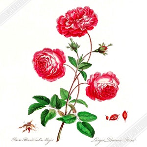 Vintage Rose Provence Poster - Flower Wall Art - John Edwards 1742 - 1815 UK, EU USA Domestic Shipping