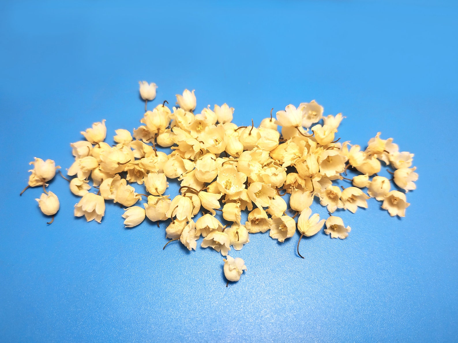 Dried Lilies of the walley 100pcs .Dried flowers Small Etsy